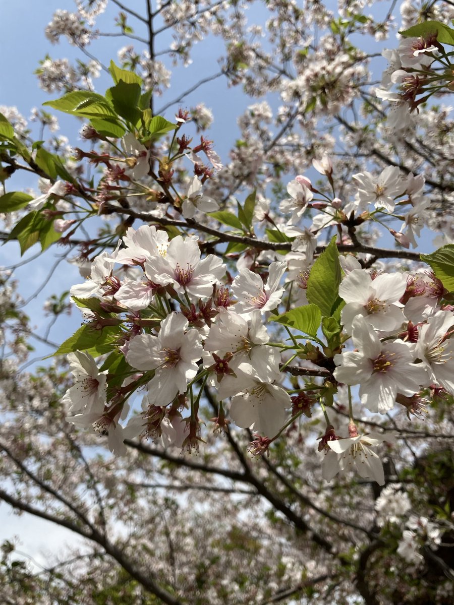 kinunbenza's tweet photo. 先週の桜🌸

#桜
#さくら https://t.co/jhStnzqHdb