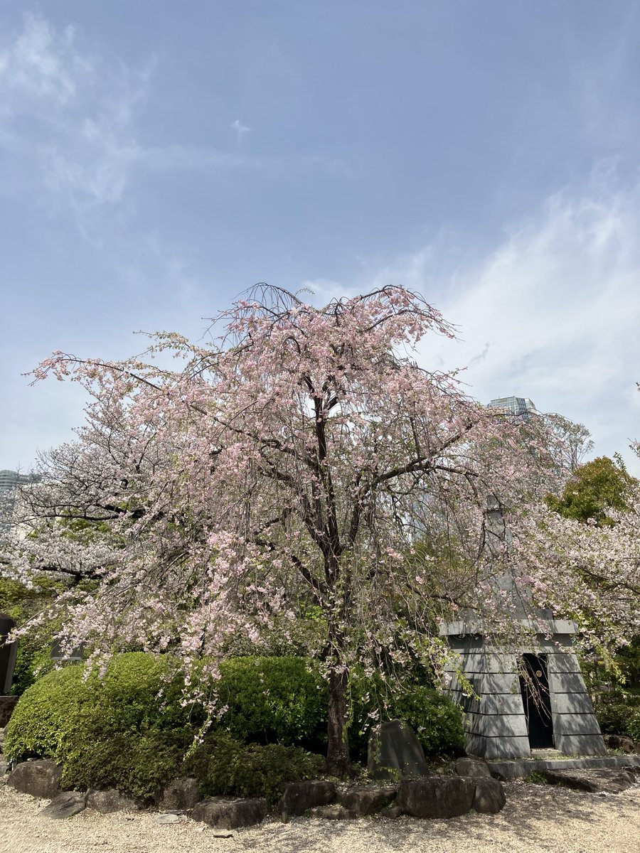 kinunbenza's tweet photo. 先週の桜🌸

#桜
#さくら https://t.co/jhStnzqHdb