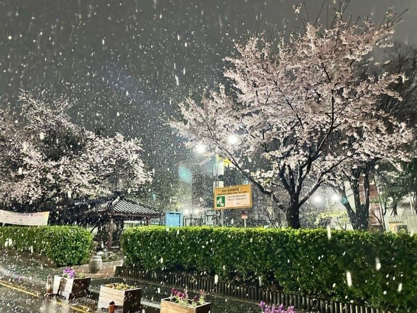 桜と雪が同時に見れる韓国へようこそ