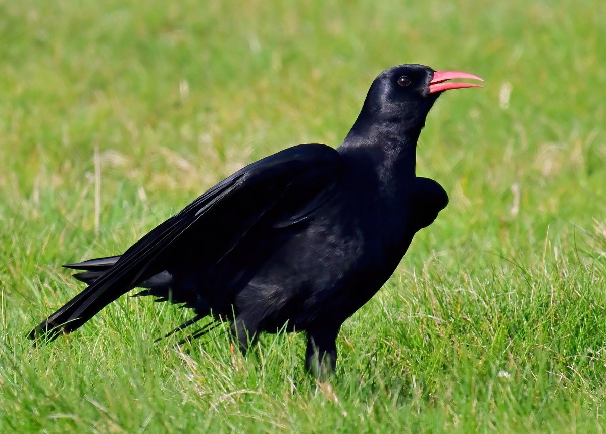Saw this stunning bird in Cornwall last week... who knows what it's called? 🤔🐦