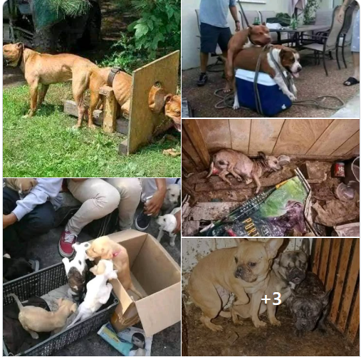 pablocasx1's tweet photo. ¿Conoces el dolor que hay detrás de las madres de esos cachorros que compras? Lo más seguro es que no, pero te cuento es una de las formas más crueles de maltratar a esos animales.

Son violadas (no hablo por humanos), las obligan a estar con otros perros así ellas no quieran  (les mostraré una foto), están desnutridas (no las alimentan), las meten en tanques o en unas jaulas que no tienen ni espacio para moverse, viviendo en su propio excremento y orinai, jamás en su vida han sentido amor, son agredidas y en ocasiones violadas por esos vividores, son abusadas, apenas si se recuperan de una mastitis y nuevamente están en embarazo, siendo explotadas toda la vida ¿Sabes qué pasa cuando ya no son útiles (ya no pueden parir más) para esos vividores?

 Las tira a la basura, la alcantarilla, las matan, las arrojan por ahí a su suerte, enfermas, con cáncer, con piometras y muchas otras enfermedades más.

NO, AMIGO, ELLAS NO NECESITAN QUE COMPREN A SUS HIJOS, ELLAS NECESITAN QUE LAS SALVES, QUE TE UNAS A LA VOZ Y DIGAS NO MÁS CRIADEROS CLANDESTINOS, NO MÁS MALTRATO ANIMAL, NO MÁS EXPLOTACIÓN PARA ELLOS, SÍ A LA ADOPCIÓN.
Tal vez ni le prestes atención a este mensaje pero sí te llega a tocar el corazón haz algo para cambiar la suerte de estos animales.

Muchos se han rescatados de esos criaderos en pésimas condiciones, pero ¿usted se llega a imaginar cuántos hay que no llegan a tener una segunda oportunidad?, ¿Cuántos mueren en esa batalla?.