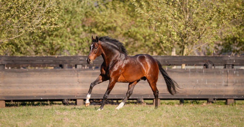 ArrowfieldStud's tweet photo. Dundeel’s 3YO daughter Cinch has followed up her maiden stakes win in the Tasmanian Oaks LR with an authoritative victory in Saturday’s Auraria S. G3 at Morphettville. Dundeel is a top 10 sire in Australia by stakeswinners (8) and stakes wins (10) this season.