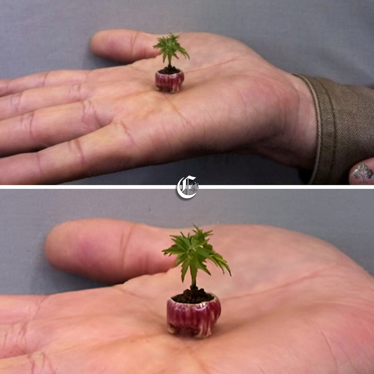 ALPressWC's tweet photo. El árbol más pequeño del mundo es el sauce enano ártico, una especie leñosa que apenas alcanza los 5 cm de altura y que crece en condiciones extremas cerca del suelo para protegerse del frío y el viento. Abunda en Groenlandia, Escocia, Islandia, Canadá, Escandinavia. https://t.co/yNUpJq5W1l