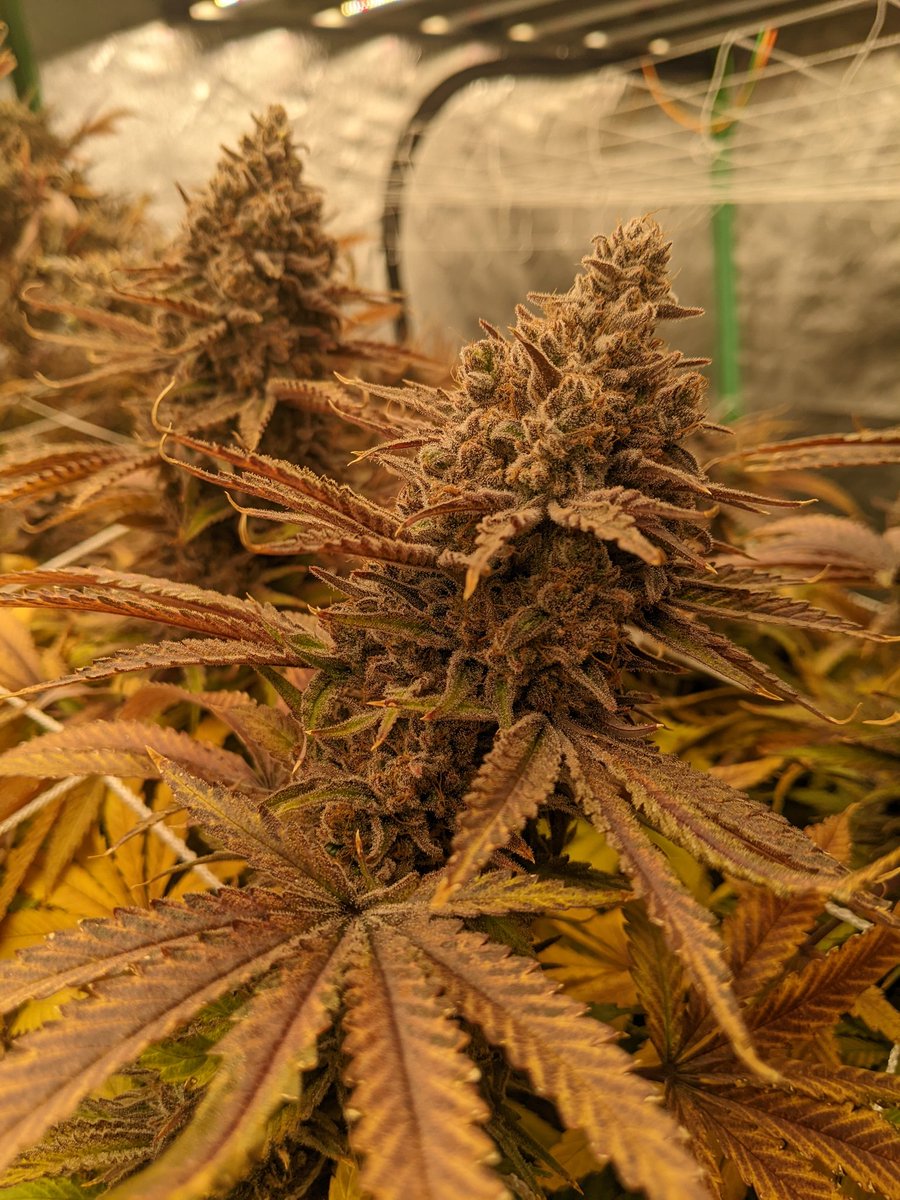 DavdTheRockstar's tweet photo. HIPSTER CIDER
Forbidden Fruit x Apple Pie
Sweet & sour berries, apples, and orange & lemon citrus
#DavdGenetics
#CannaLand #CannabisCommunity #Mmemberville
#CannabisCulture #420friendly #420community #ouid #homegrown #weedporn https://t.co/F9cCaKxJaa