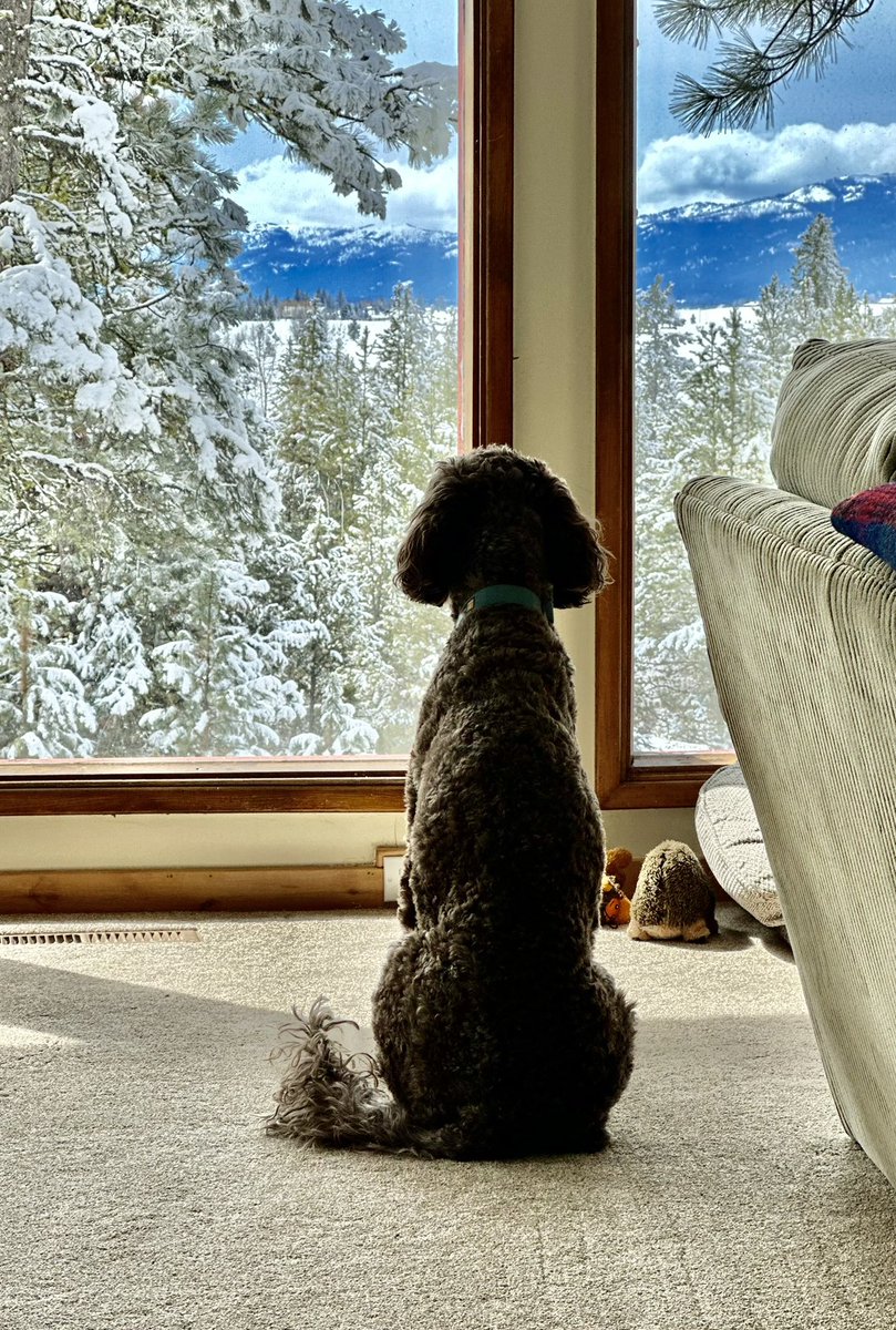 OlbrichW's tweet photo. @davidaxelrod Or one who appreciates a snowy mountain afternoon. 😍 https://t.co/ZiMmxoV78e