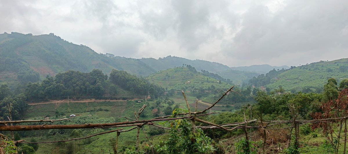 TJKFound_Int's tweet photo. Nature's Canvas: Kanungu's Green Hills
The rainy season brings life to the hills of Kanungu, and @TJKFound_Int, we're inspired by:
Lush green landscapes
Renewed ecosystems
Appreciating and protecting our planet's beauty!
#EnvironmentalConservation #Kanungu #GreenHills #RainyS https://t.co/C1v7Sv70RT
