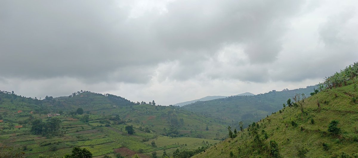 TJKFound_Int's tweet photo. Nature's Canvas: Kanungu's Green Hills
The rainy season brings life to the hills of Kanungu, and @TJKFound_Int, we're inspired by:
Lush green landscapes
Renewed ecosystems
Appreciating and protecting our planet's beauty!
#EnvironmentalConservation #Kanungu #GreenHills #RainyS https://t.co/C1v7Sv70RT