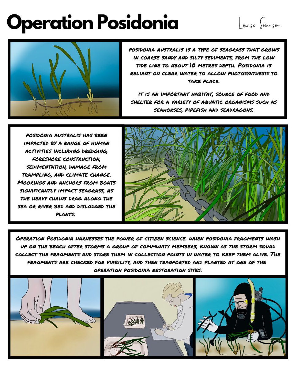 Operation Posidonia is an ecosystem restoration project that aims to restore damage seagrass meadows through planting of posidonia fragments, and the  introduction of sustainable mooring techniques