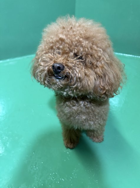 iWaFDUeWUTuqm9L's tweet photo. 迷子のワンちゃんが福岡県直方市頓野で保護です https://t.co/2Dj2ve58jB