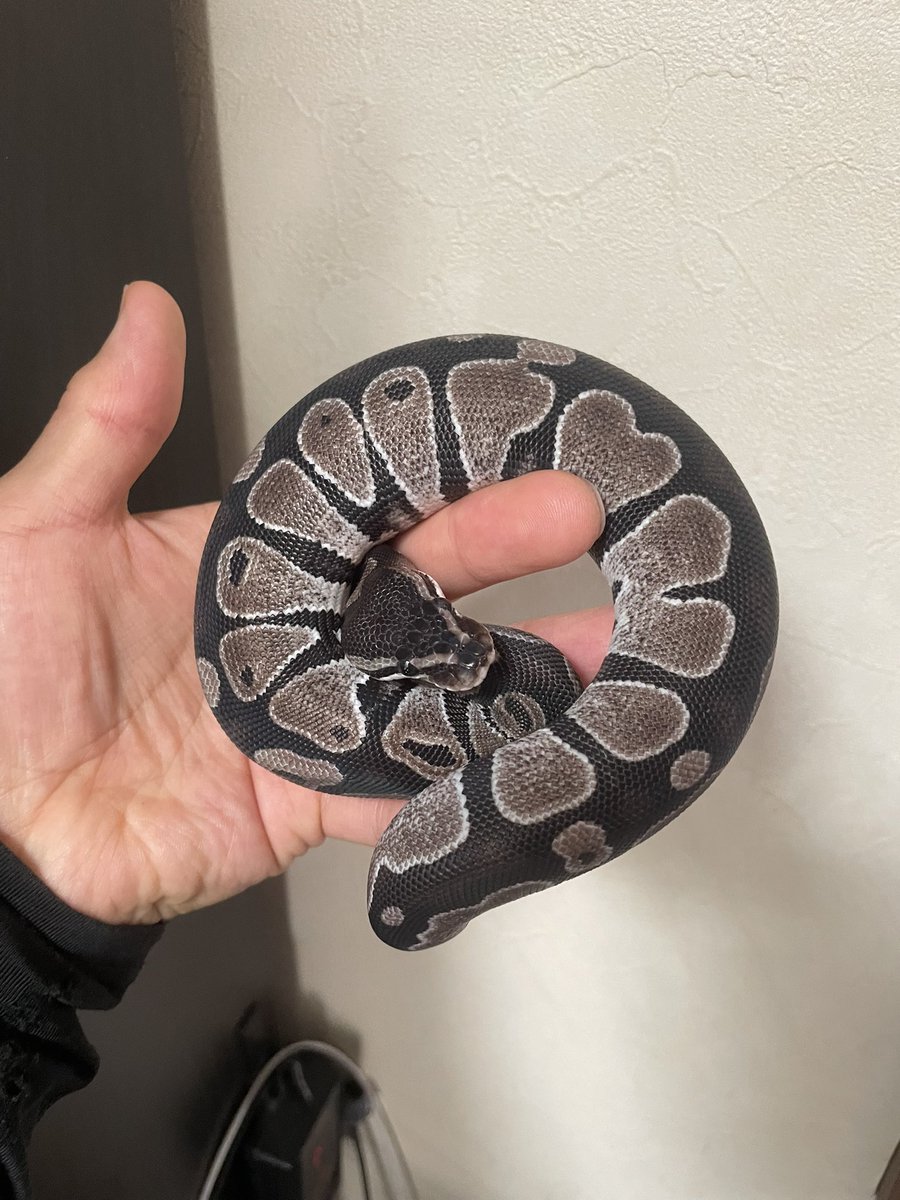HIROHAR56366122's tweet image. ✨販売個体✨
0.1 TSK Axanthic
¥55,000-
TSKアザンの♀になります✨
仕入れ個体になります、不用になったので販売致します!
冷凍マウスOK✨
※各種クレジットカード、キャッシュレス決済対応✨
#TSKAxanthic
#TSKアザン
#SUNRIZEBallPython