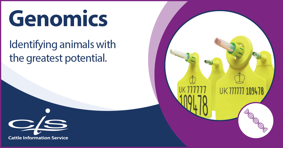 CISTelford's tweet photo. It costs around £2000 to rear a dairy heifer to milking age, so identifying the best will have major cost-saving benefits in the long term. Genomic testing can be used to identify individual traits to suit your breeding aims.

Learn more ➡️ https://t.co/ZhdmSsQQQt https://t.co/wK9pyE7xhm