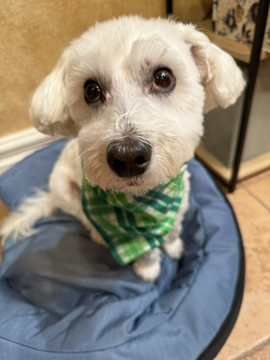 SirBailey2's tweet photo. 💚 GROOMING photo shoot!!! The’s ‘Saurs wanted to’s participate. Then me’s realized Ardie only wanted to’s gossip to’s BD 🤔 An the’s Beaver who’s hitched an ride from Buc-ee’s him’s wanted to’s try to’s show us up. But… hast to’s says… regardless. Me’s an Rosie🌹we’s best lookin’ 😁🐶🐾 #humbledogsoftwix #dogsoftwitter #dogsofx #adogslife #doggo #pets #woofganggroomingskyecanyon @WoofGangBakery You’s going to’s hast to’s click on the’s photos 🤷🏼‍♀️ Me’s editing it’s was rushed 🙄