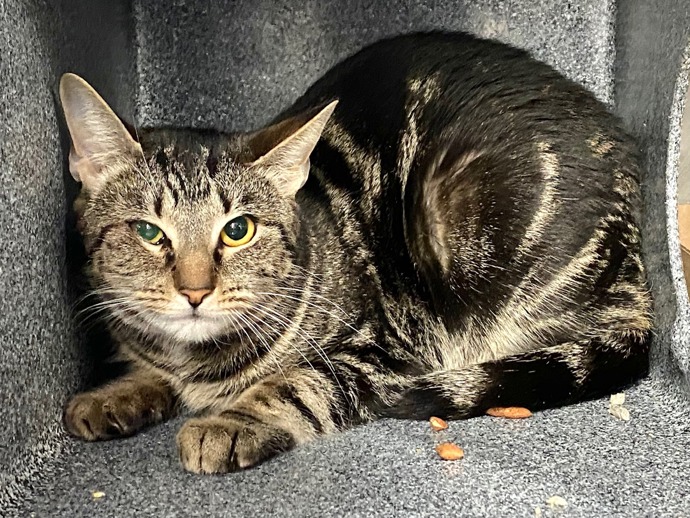NYCDEATHROWCATS's tweet photo. THERE ARE 27 ANIMALS (9 CATS &amp; 18 DOGS)  AT RISK FOR TUESDAY 04/15/25 DEADLINE IS NOON. PLEASE SHARE, FOSTER, ADOPT, TAG FRIENDS, POST TO SOCIAL MEDIA SITES, PLEDGE TO  HELP SAVE THEIR LIVES. NEW PHOTOS. https://t.co/Rt2PL8RaPy https://t.co/GBv4lZsadj