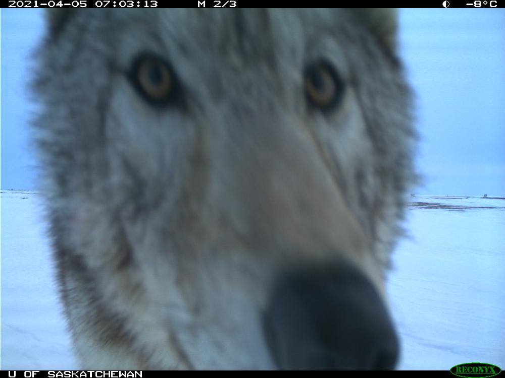 trailcam tweet media
