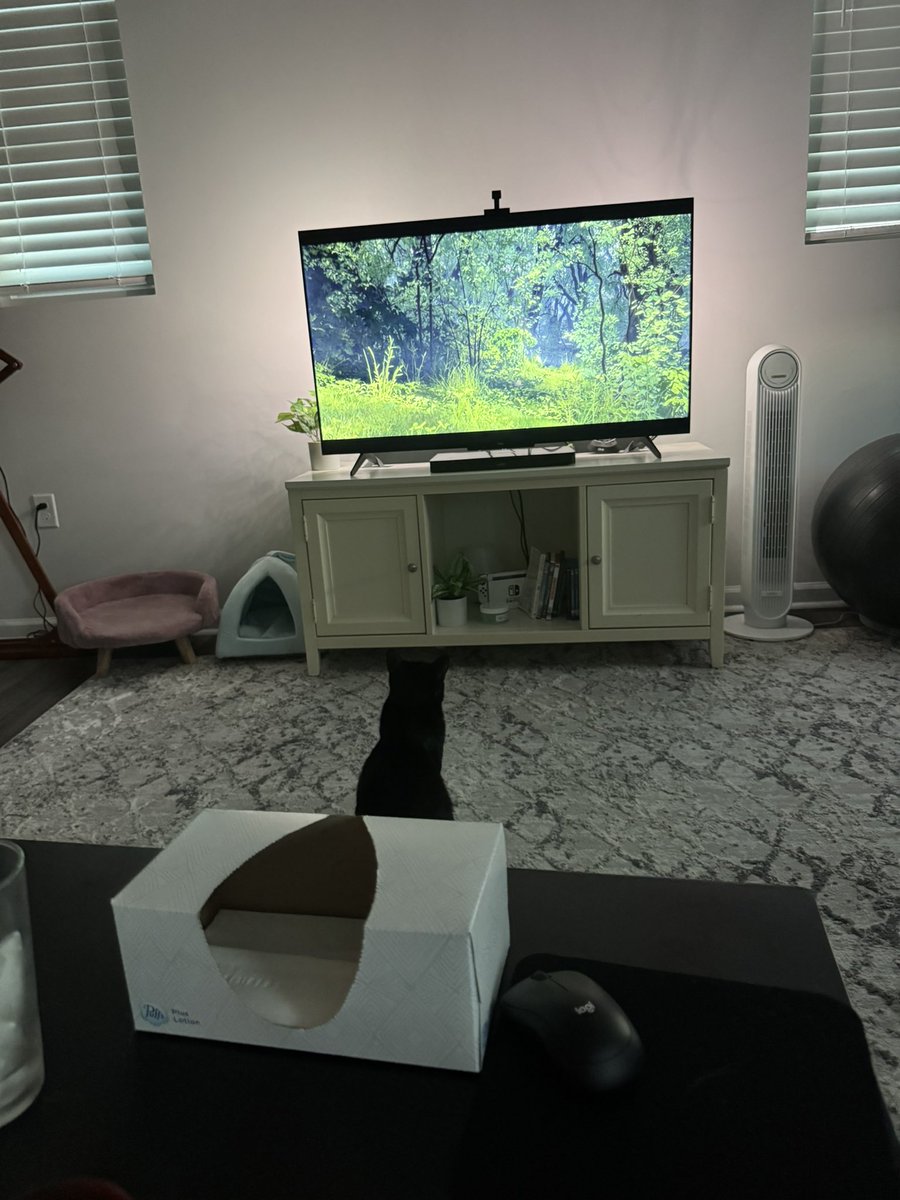 noahsigs222's tweet photo. @gintszilbalodis my cats have never loved a movie more than Flow! mani kaķi nekad nav mīlējuši filmu vairāk kā Flow! https://t.co/5XkT42veGA