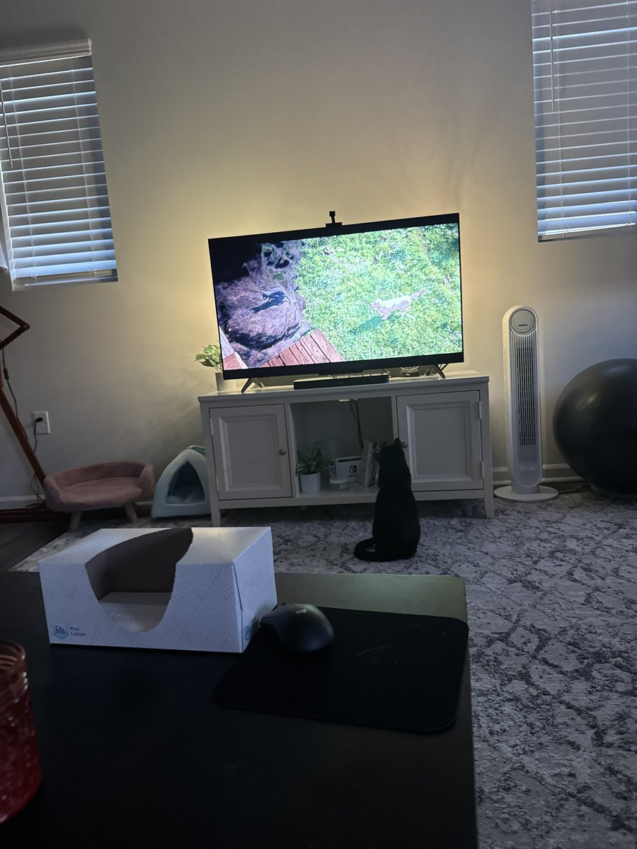noahsigs222's tweet photo. @gintszilbalodis my cats have never loved a movie more than Flow! mani kaķi nekad nav mīlējuši filmu vairāk kā Flow! https://t.co/5XkT42veGA