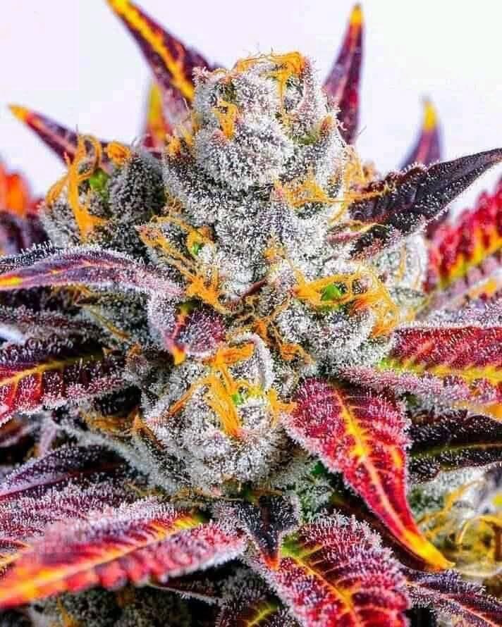 OGRascalGas's tweet image. Girl lookin frosty af🥶