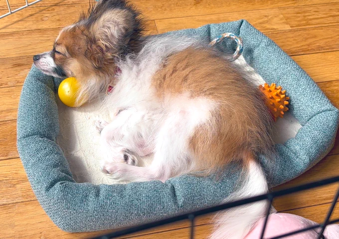 ケージの外に出すと常に蠢いている犬、遊び疲れて初めて外で休んでくれた… 