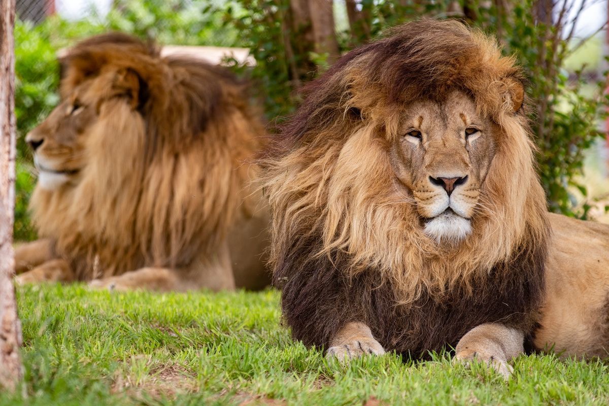 FurryFiesta's tweet image. Thanks to your generosity, we raised $51,500 for C.A.R.E

Your support helps care for big cats &amp;amp; other amazing animals. We’re so proud of this community—thank you for making a real difference!

If you would like to learn more check the link! 

carerescuetexas.com
