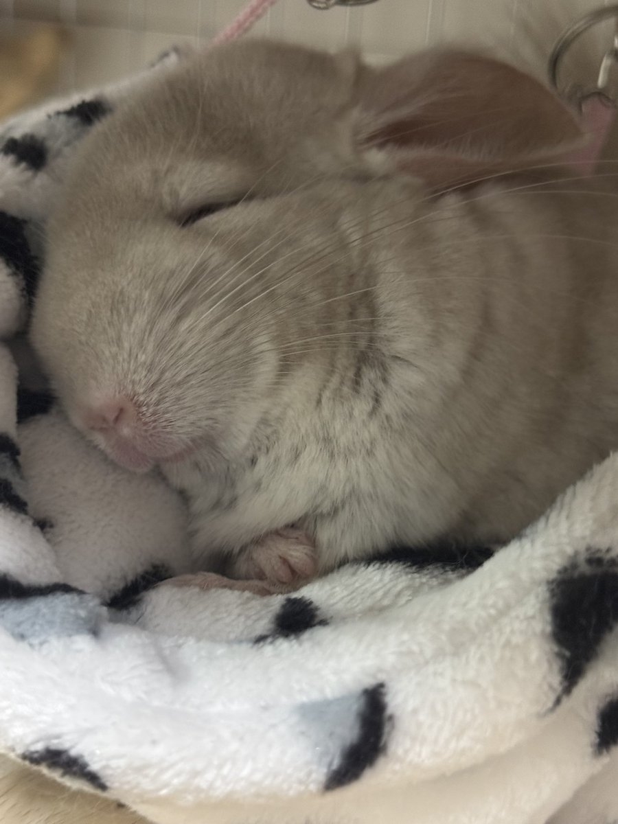 🐭みんなおはようでち☀︎
朝ごはん食べて部屋んぽして
二度寝するでちよ💤

#チンチラ