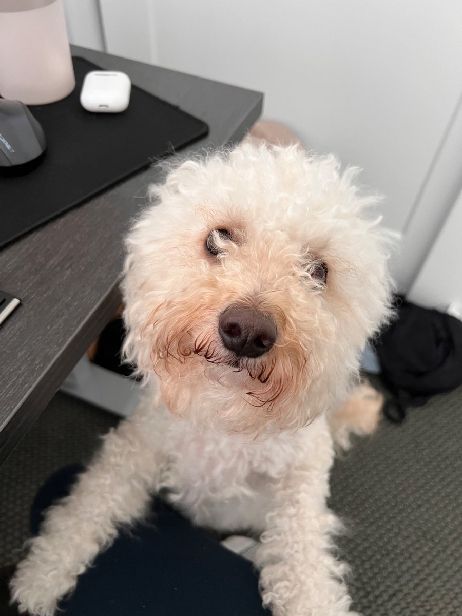 Darko Vukovic tweet media