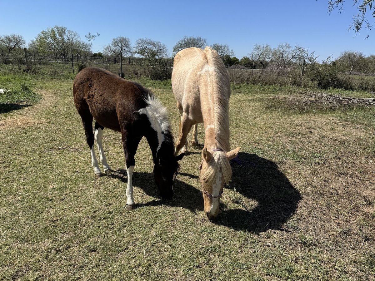Sunday stillness with the horses = reset for the soul. 🐴💛

What grounds you as you prepare for a new week?

#SundayReset #HorseLife #GoldenCountryCowgirl