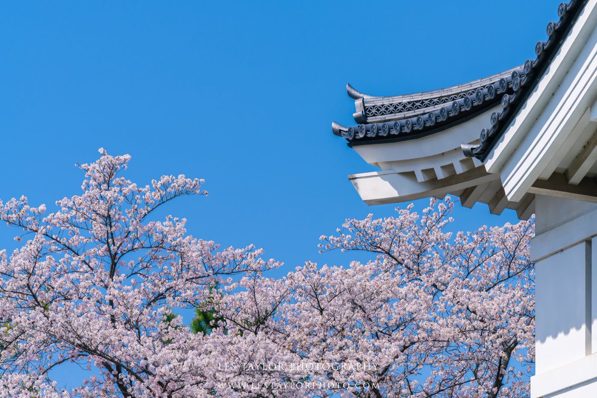 lestaylorphoto's tweet photo. Full bloom last week at Oshi Castle in Saitama Prefecture #japan #nikon #桜 #日本 #埼玉県 #行田市 https://t.co/xdqu3DkyJa