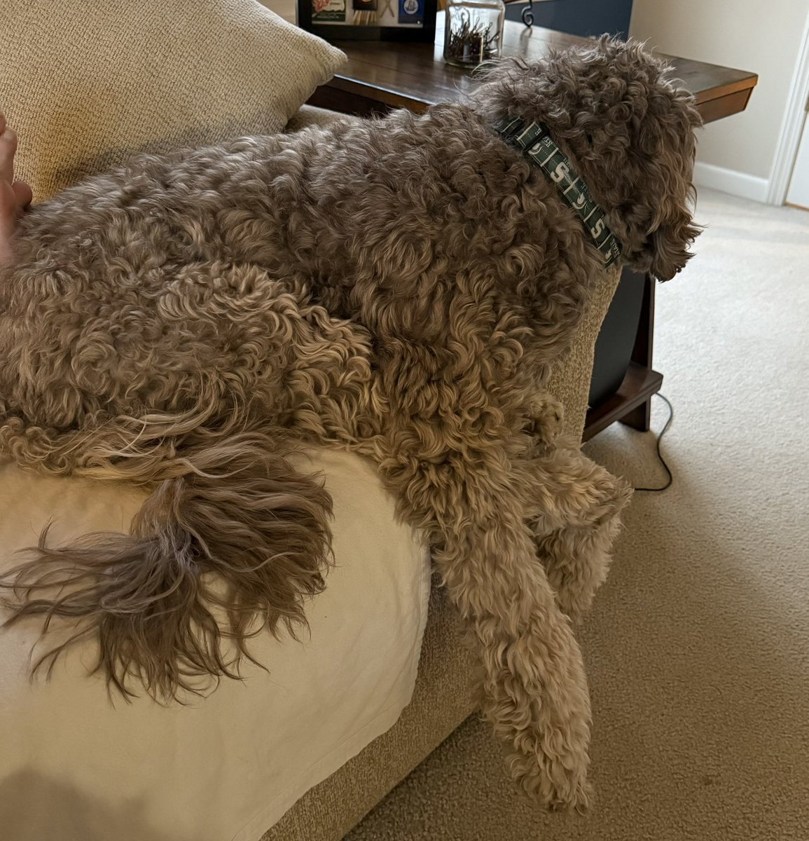 karrie_joy's tweet photo. I don’t know if he’s tired from our adventures or pouting because he misses his brothers 💙
#soon
#alwayswithme
#readytogoback https://t.co/2BGEJqsRaT