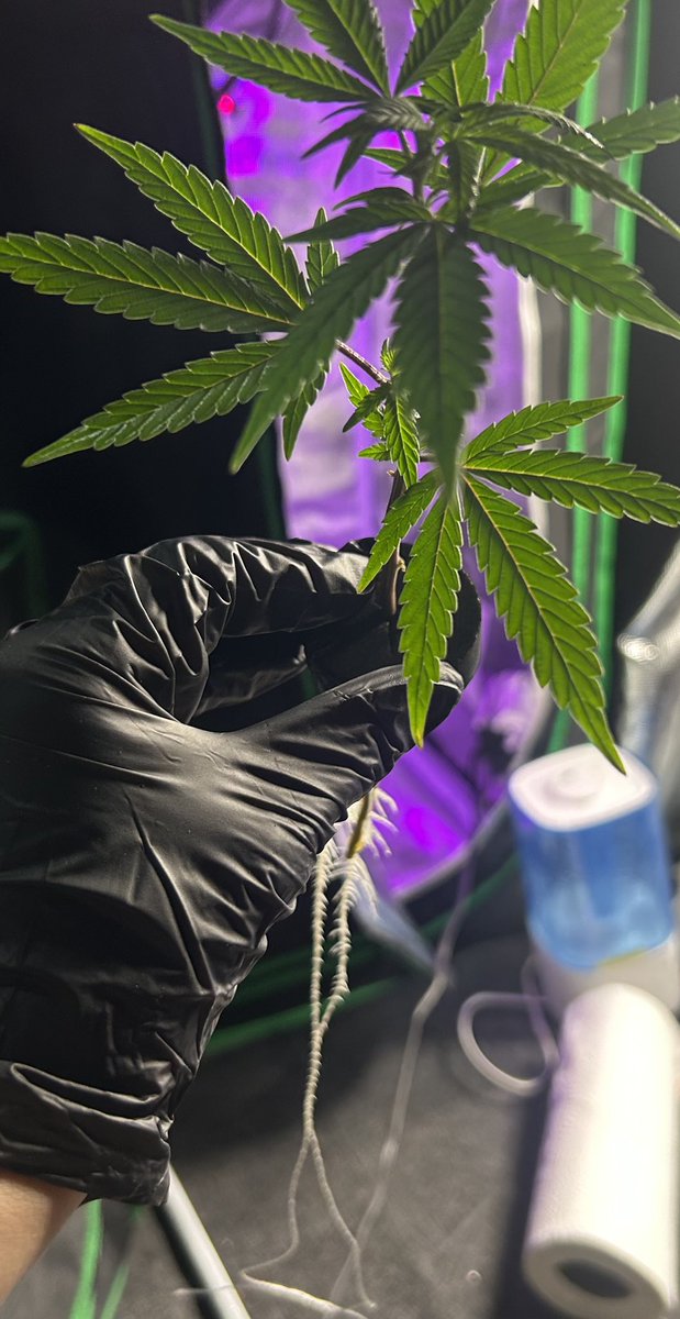 GirlsWhoGrow420's tweet photo. My ghetto cloner did what it was supposed to do 💁🏼‍♀️😂 Time to transplant😆😎 #CloneYourOwn #GirlsWhoGrow https://t.co/5mSP3pg7ev