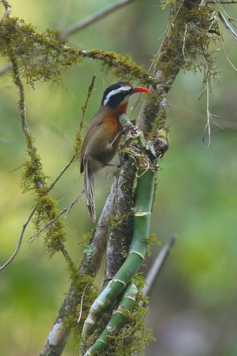 Another lifer.  
Black-Crowned Scimitar Babbler.  (formerly Coral-Billed)  

Been reported on #IndiAves just once. Back in 2021. 

#BirdsSeenIn2025 #India