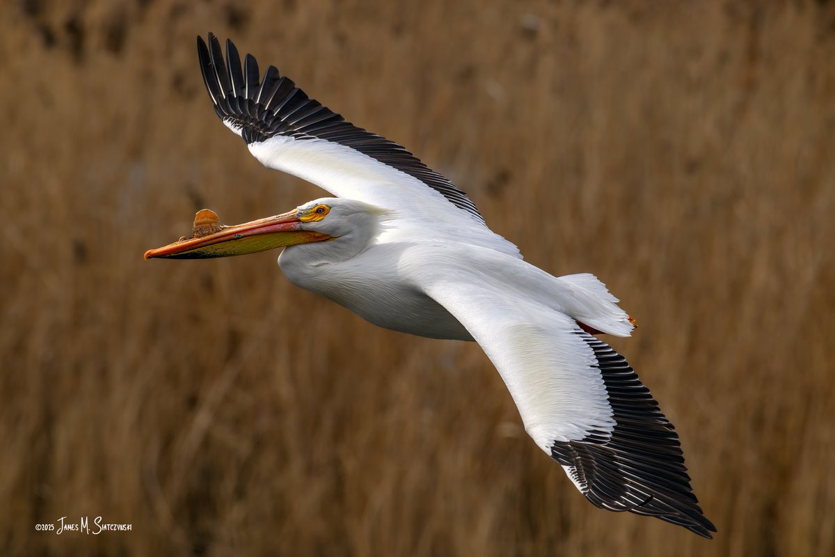James Siatczynski (@jsiatczy) on Twitter photo American White Pelican - Erie Marsh Preserve, Erie, Michigan
<a href="/PureMichigan/">Pure Michigan</a> <a href="/NikonUSA/">NikonUSA</a> <a href="/MichiganDNR/">Michigan Department of Natural Resources</a> <a href="/USFWSMidwest/">Archived: USFWS Midwest Region</a> <a href="/TNCMichigan/">The Nature Conservancy in Michigan</a> #americanwhitepelican #pelican American White Pelican - Erie Marsh Preserve, Erie, Michigan
<a href="/PureMichigan/">Pure Michigan</a> <a href="/NikonUSA/">NikonUSA</a> <a href="/MichiganDNR/">Michigan Department of Natural Resources</a> <a href="/USFWSMidwest/">Archived: USFWS Midwest Region</a> <a href="/TNCMichigan/">The Nature Conservancy in Michigan</a> #americanwhitepelican #pelican