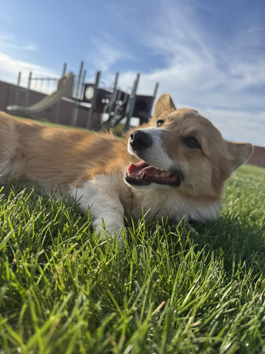 I spent some time touching my grass with this pup today