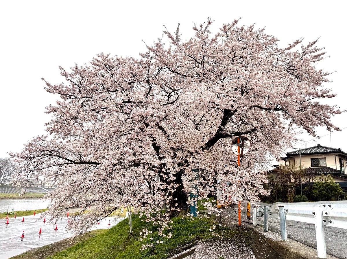花掴む雲 ひらせん@(北)大河原 on X: