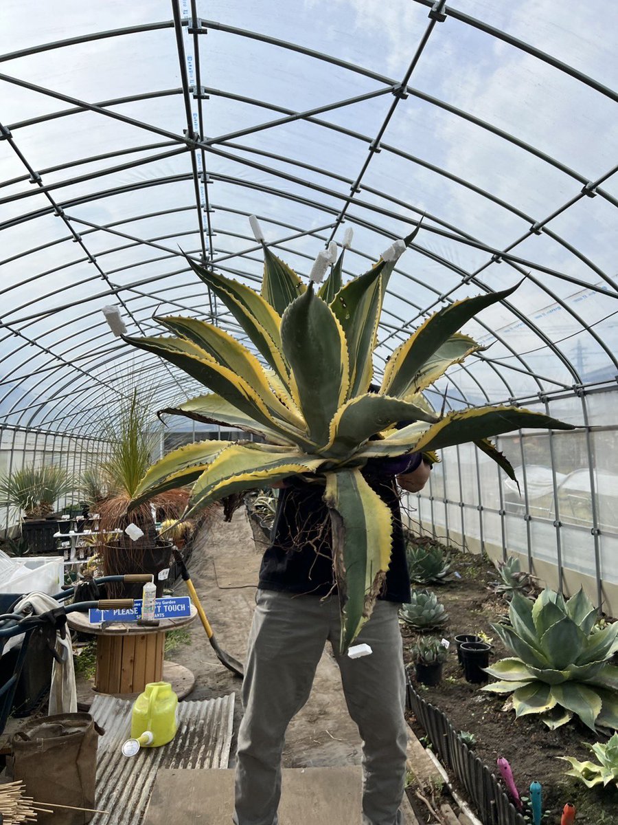 大きめのアガベ無事に輸入完了しております。

instagram.com/81aqua.plants?…

#オバティフォリア
#オバティフォリアキラー
#リップルエフェクト