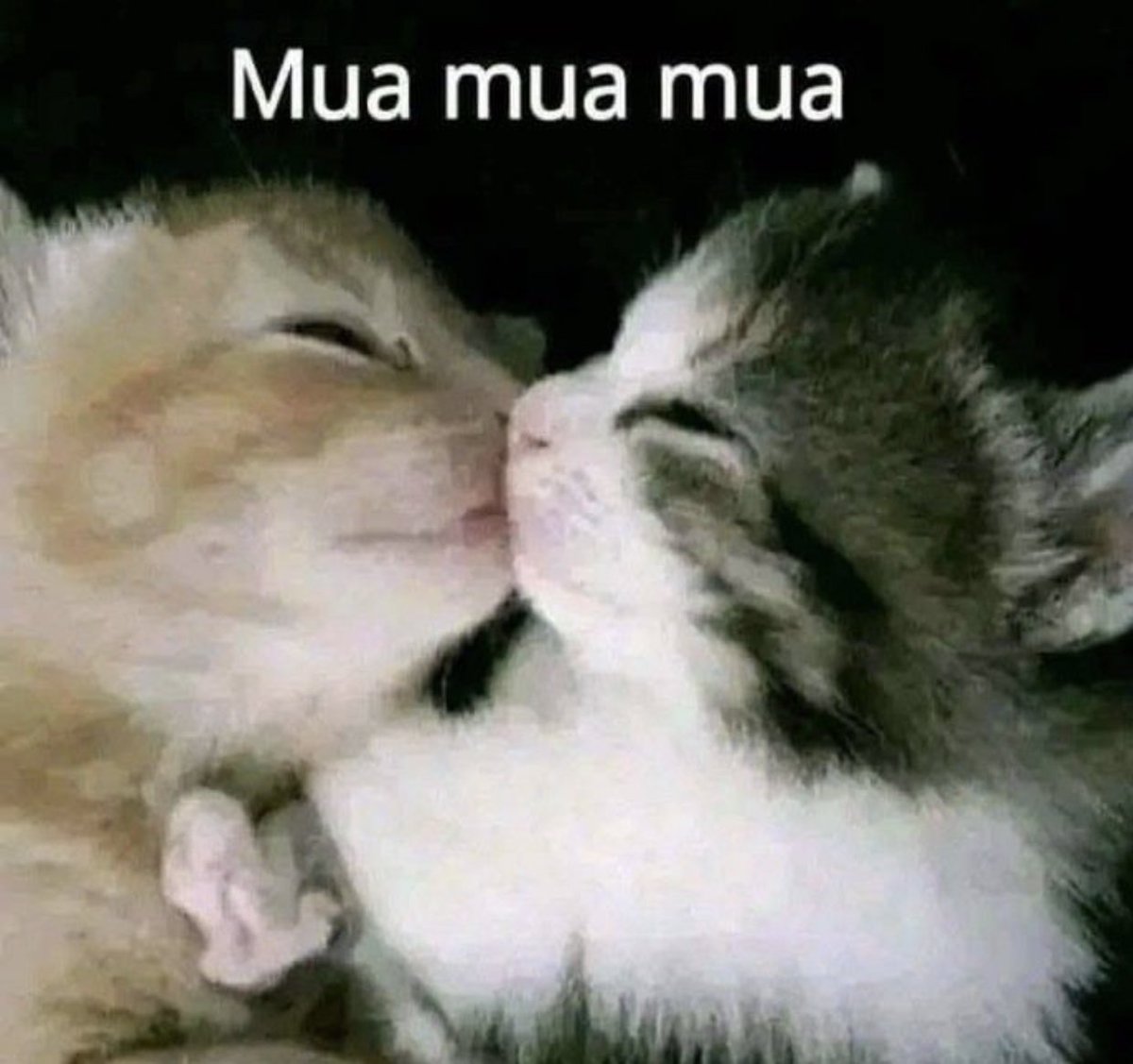 gatos fazendo gatices (@gatinarios) on Twitter photo 