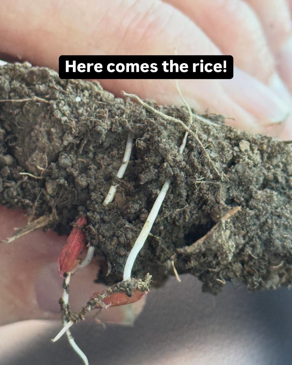 Isbell Farms tweet media