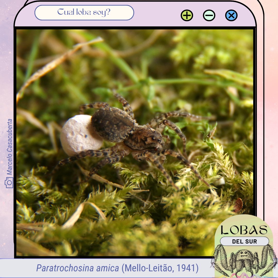 La araña lobo de pastizales y jardines. A diferencia de Allocosa senex, Paratrochosina amica no construye cuevas y habita en pastizales, así como en ambientes urbanos con césped. Se distribuye en gran parte del sur de Sudamérica y es una especie de menor tamaño.