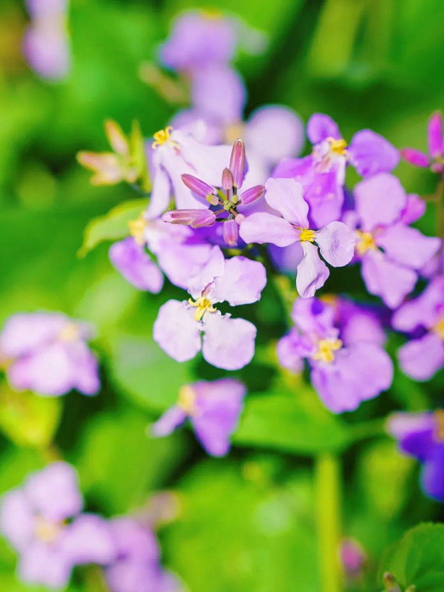 TaizhouCity's tweet photo. 💜🌿The #Orychophragmus at #Taizhou's Lizhong Water Forest are in full bloom, transforming the wetlands into a sea of violet romance!
Who's ready for this dreamy spring spectacle?
#TaizhouBlossoms #PurpleSeason #WaterForest #NatureLover #泰州 https://t.co/lIIY7gXU42