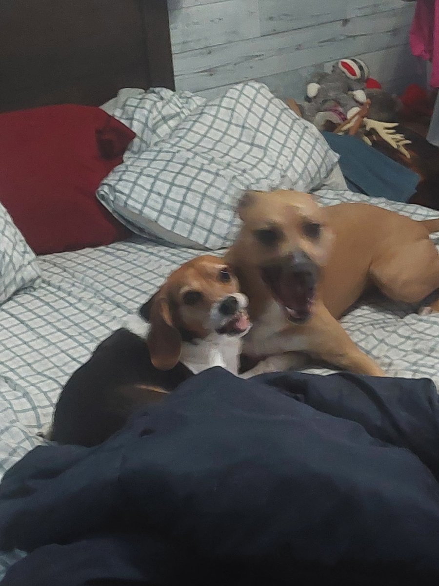lolabeagle5's tweet photo. What are you lookin' at? Leave us be, woman!!
#dogs #dogsofx #beagles #potcakes #dogsplaying https://t.co/9zLJb5sd8K