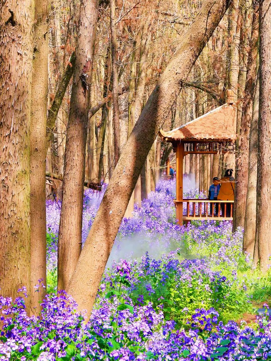 TaizhouCity's tweet photo. 💜🌿The #Orychophragmus at #Taizhou's Lizhong Water Forest are in full bloom, transforming the wetlands into a sea of violet romance!
Who's ready for this dreamy spring spectacle?
#TaizhouBlossoms #PurpleSeason #WaterForest #NatureLover #泰州 https://t.co/lIIY7gXU42