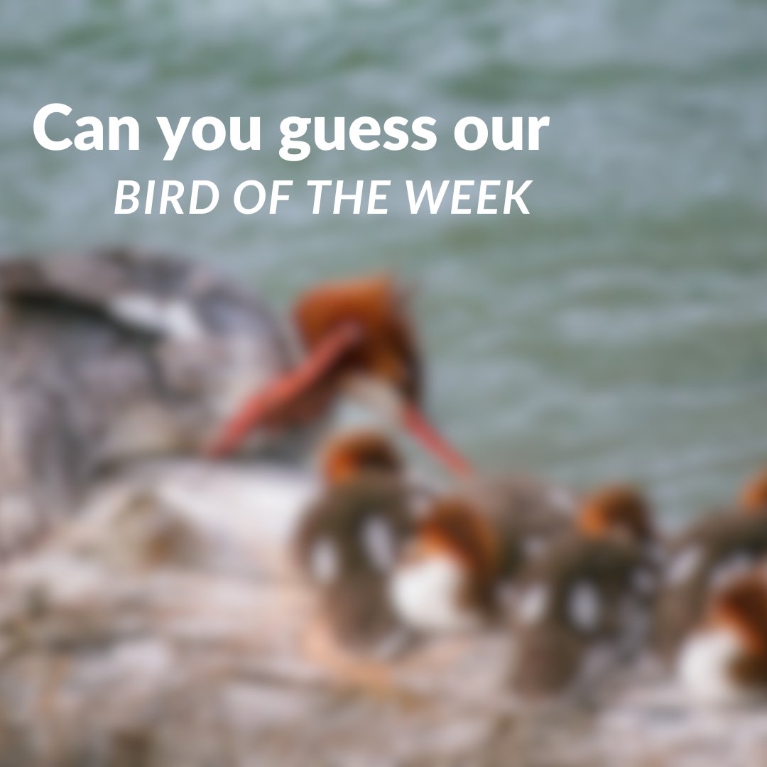 WildBirdYYC's tweet photo. π΅οΈββοΈ Can you guess our Bird of the Week?
Males = green heads & red bills. Females = cinnamon crests.
Nests in trees, parades ducklings! π¦π
#BirdoftheWeek #GuessThatBird #BackyardBirding #CalgaryBirds #DuckTales #BirdNerdsUnite https://t.co/OGdlb5Jinn