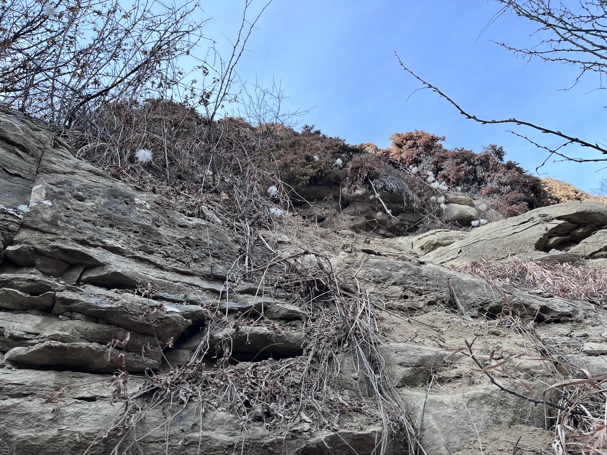 SinglePOINTca's tweet photo. @iceTyyc I totally agree Tom!  It's also worth the extra few dollars to invest in a MIPS helmet-they have a yellow dot.

Even Calgary's urban parks hold nasty surprises sometimes...here's my drop down Edworthy Park Escarpment. Brain just fine, cracked / bent vertebrae and a broken finger. https://t.co/XlBApmyTmc