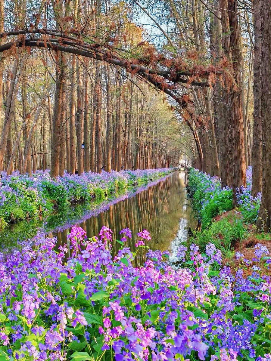 TaizhouCity's tweet photo. 💜🌿The #Orychophragmus at #Taizhou's Lizhong Water Forest are in full bloom, transforming the wetlands into a sea of violet romance!
Who's ready for this dreamy spring spectacle?
#TaizhouBlossoms #PurpleSeason #WaterForest #NatureLover #泰州 https://t.co/lIIY7gXU42