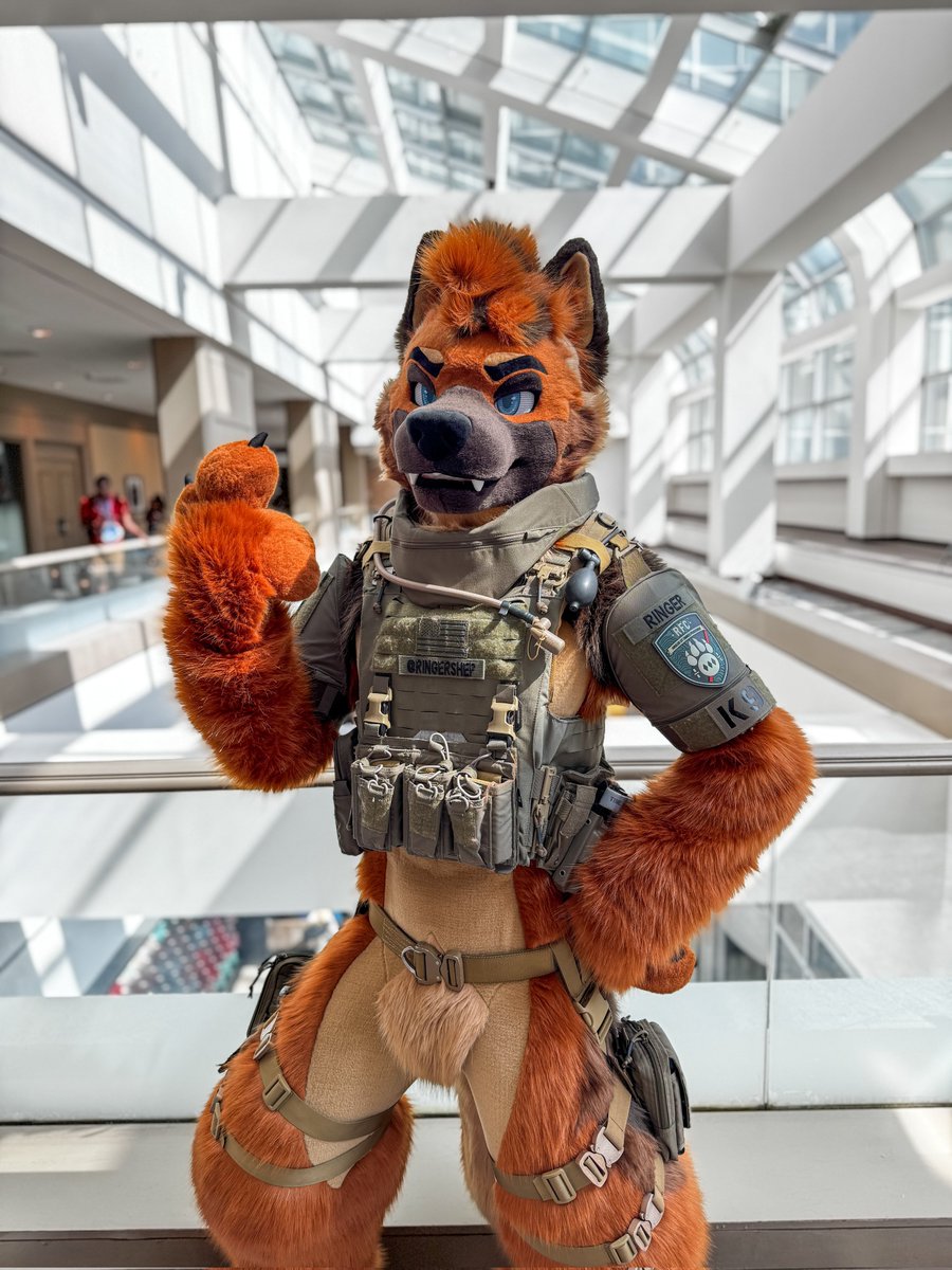 RingerShep's tweet image. 