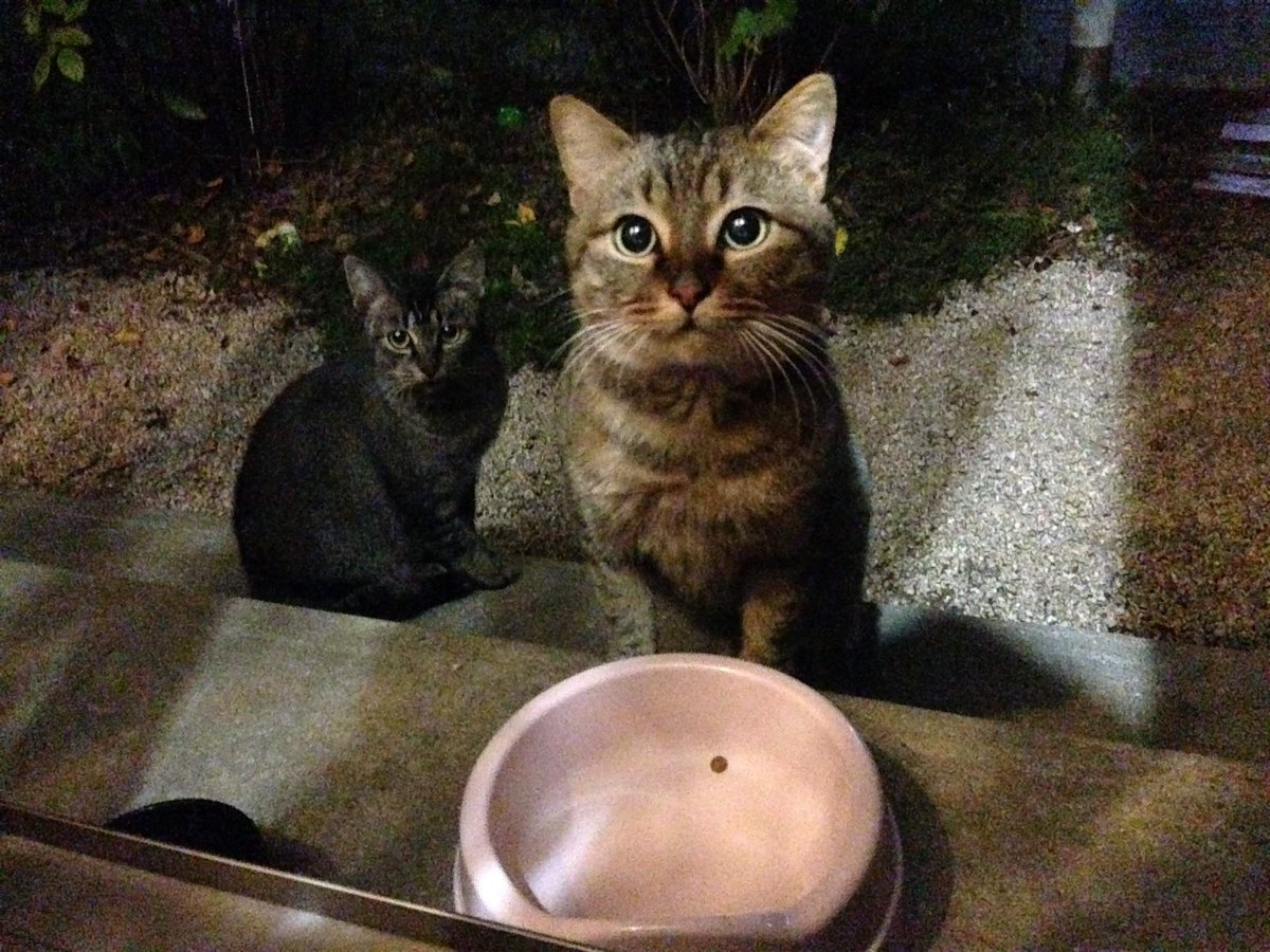 うちの実家の庭に来てたノラ猫が子猫を連れて来た。「この子を頼みます」とばかりに自分は食べずに子猫が食べるのを見守る。「大丈夫だよ」と返事をすると1週間様子を見た後に姿を見せなくなった。託された子猫は12歳。立派に育ちましたよお母さん。
猫は言葉がわかるし気持ちを伝えあえると思ってる。