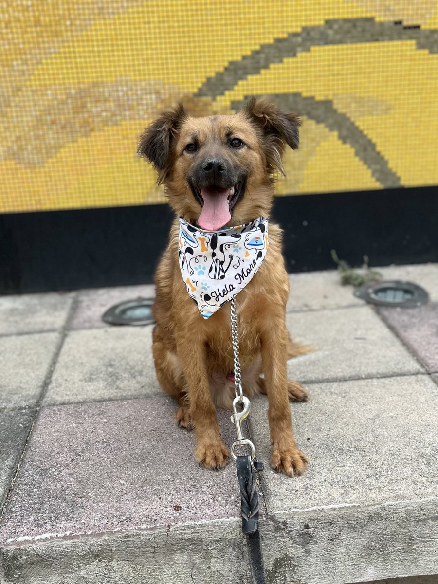 La adopción siempre será tu mejor decisión.

Adopta a Lucas 🥰
Estamos en CDMX.
