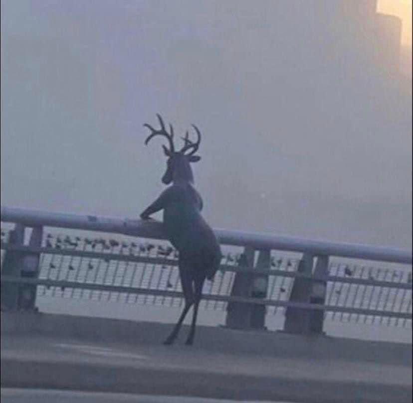 Mientras tanto en Bélgica…