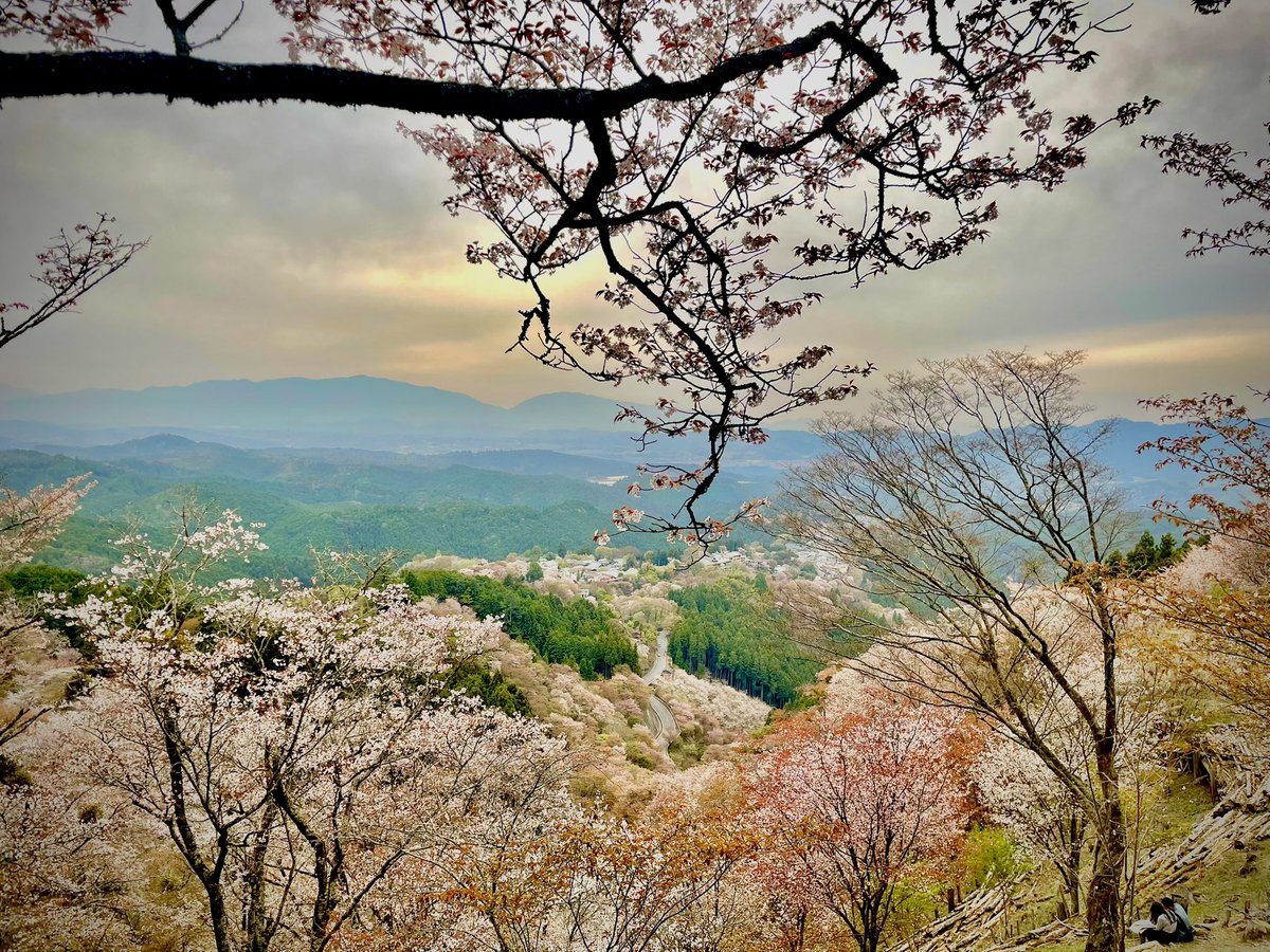 #桜
#吉野