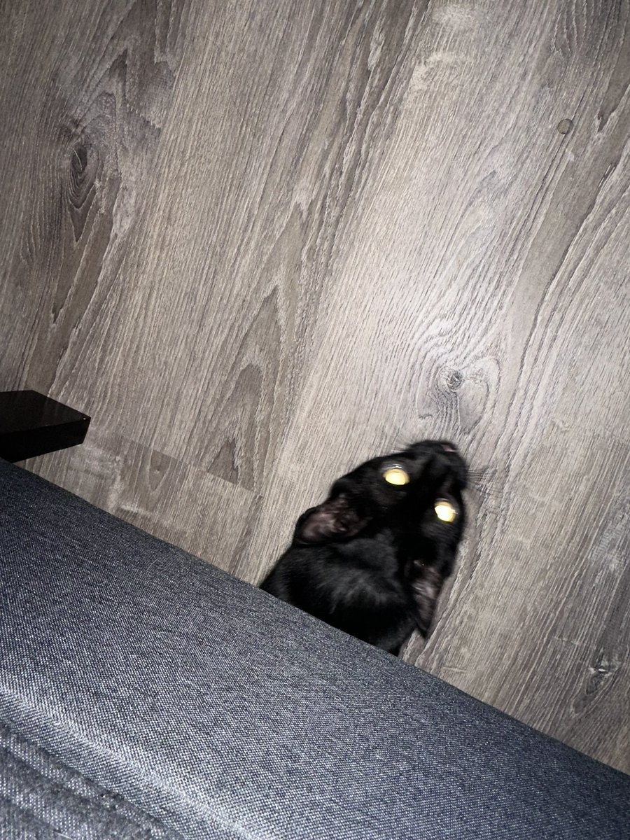 Reached for my phone cord on the floor by my bed and this furry razor blade yielding asshole wand popped out of the abyss and sliced the fuck out of my fingers.  Squid: 7 months old now