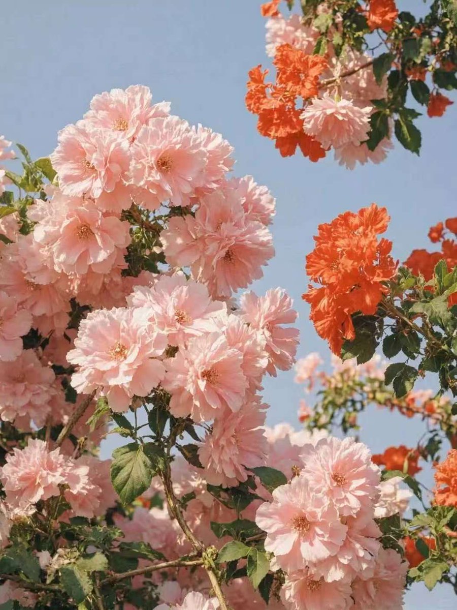 jgzztt's tweet photo. 忽尔春风 万物向荣  万物至此皆生长~ https://t.co/yQ1QJl4o7V